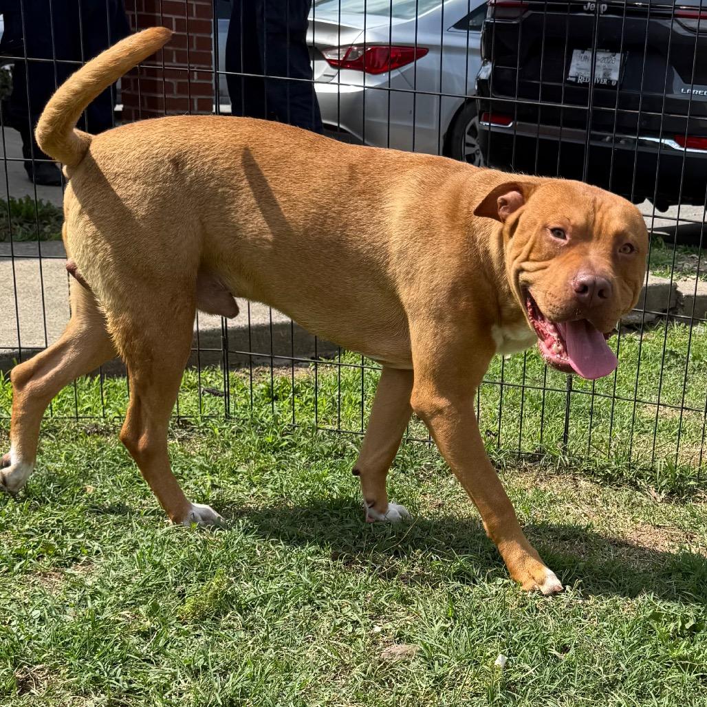 Arden, a Adoptable mixed breed in Jacksonville, AR image 3/6