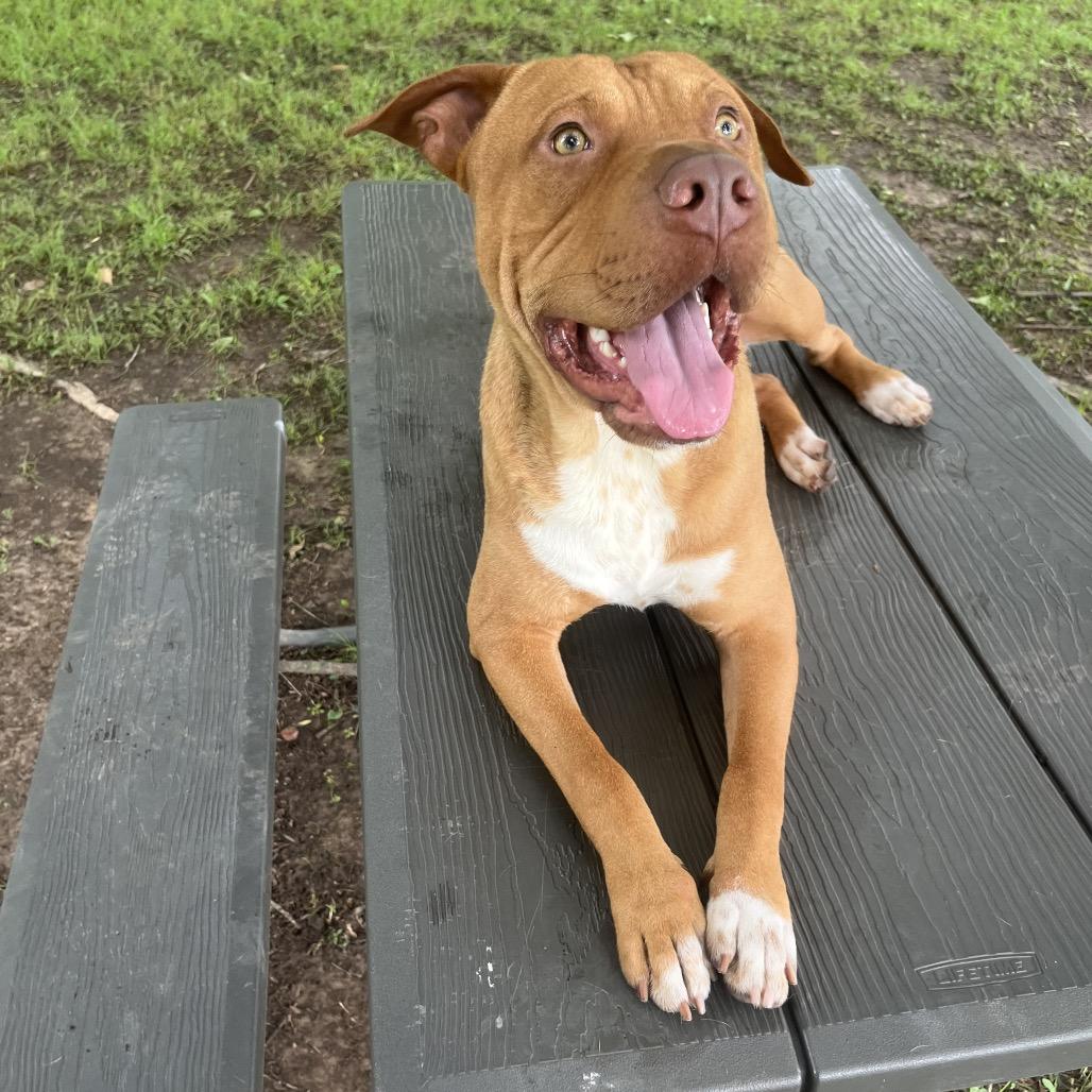 Arden, a Adoptable mixed breed in Jacksonville, AR image 4/6