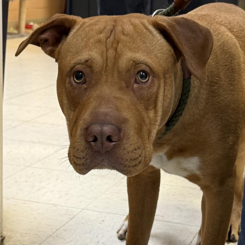 Enlarge Arden, a Adoptable mixed breed in Jacksonville, AR image 1/1