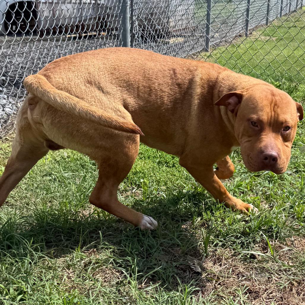 Arden, a Adoptable mixed breed in Jacksonville, AR image 6/6