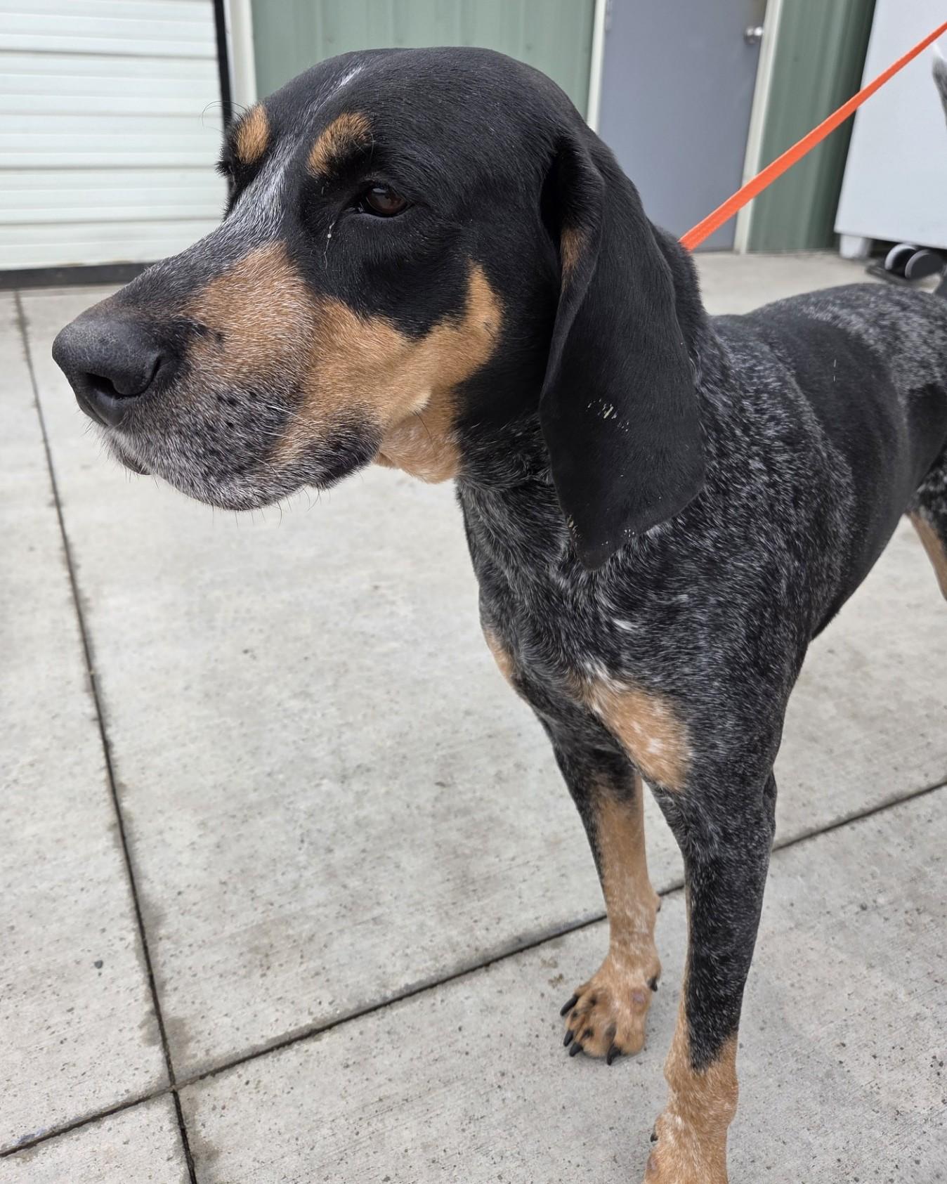 Enlarge Huckleberry, an adopted mixed breed in Billings, MT image 4/5