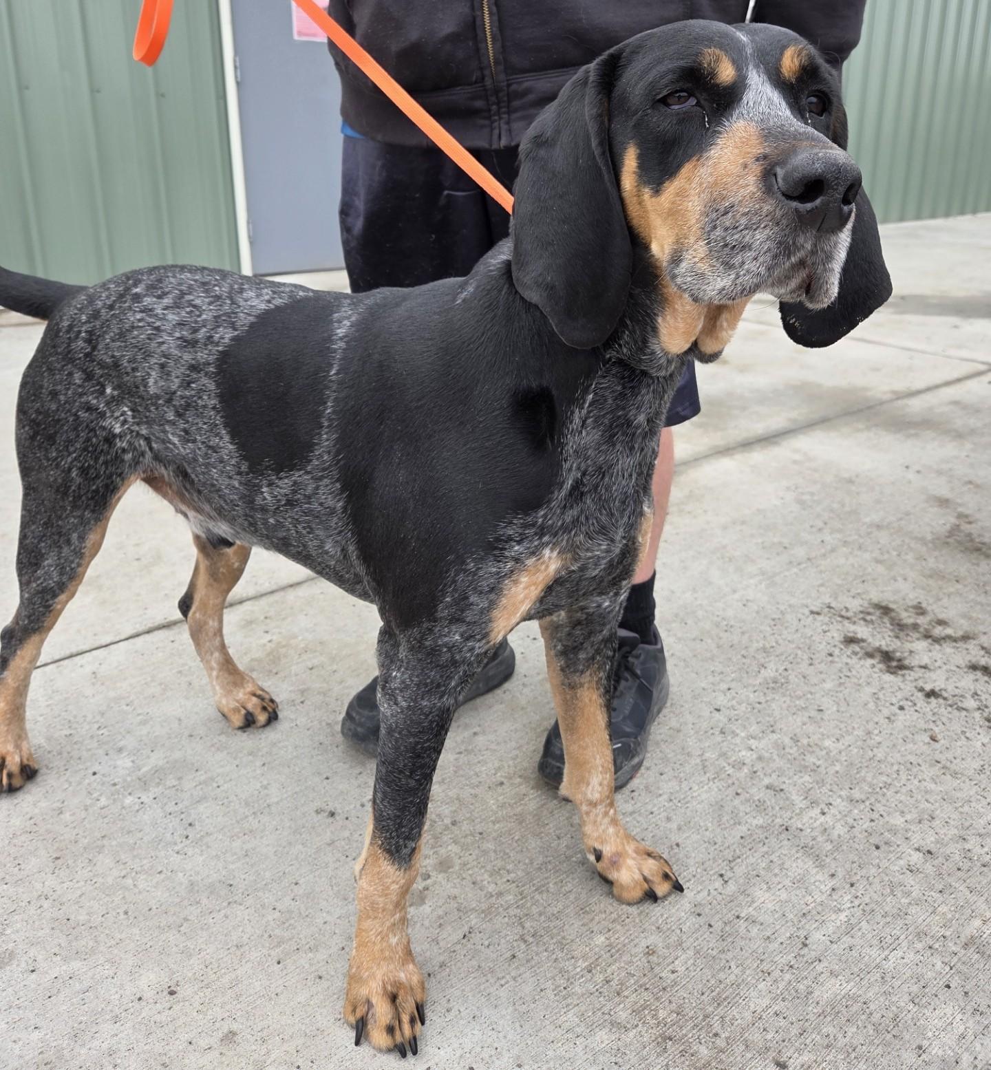Huckleberry, adopted, Adult Male Bluetick Coonhound.