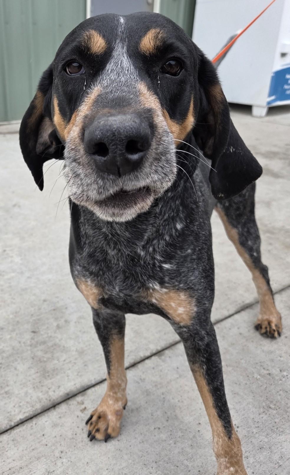 Enlarge Huckleberry, an adopted mixed breed in Billings, MT image 3/5