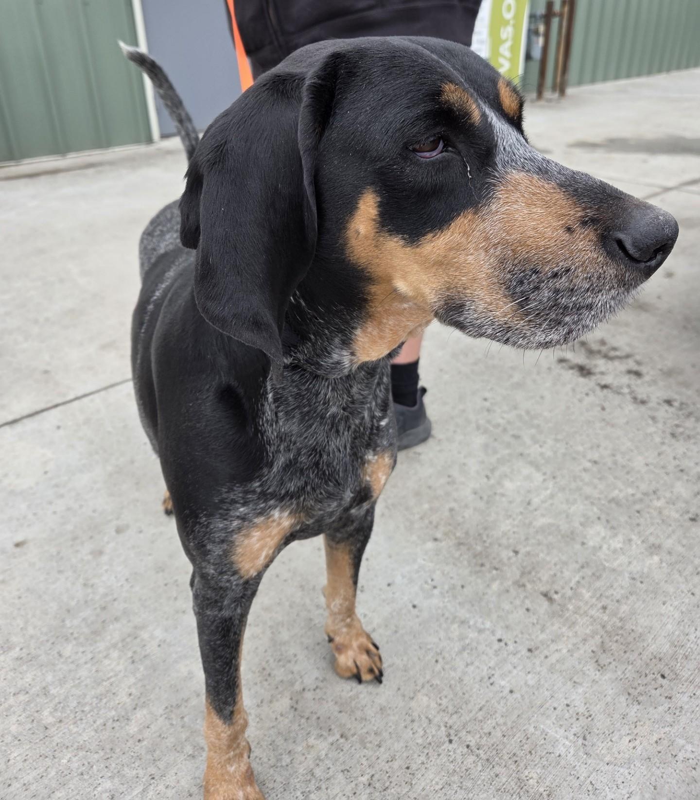 Enlarge Huckleberry, an adopted mixed breed in Billings, MT image 5/5