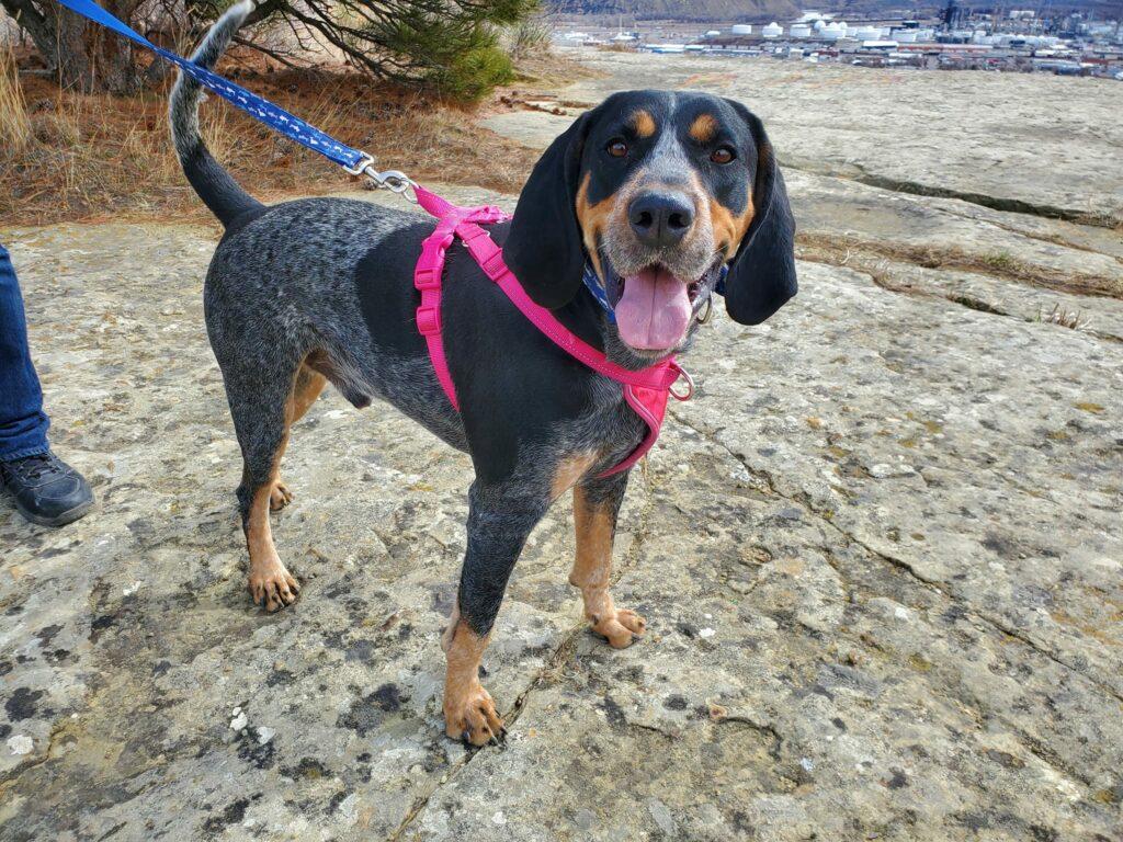 Enlarge Huckleberry, an adopted mixed breed in Billings, MT image 2/5
