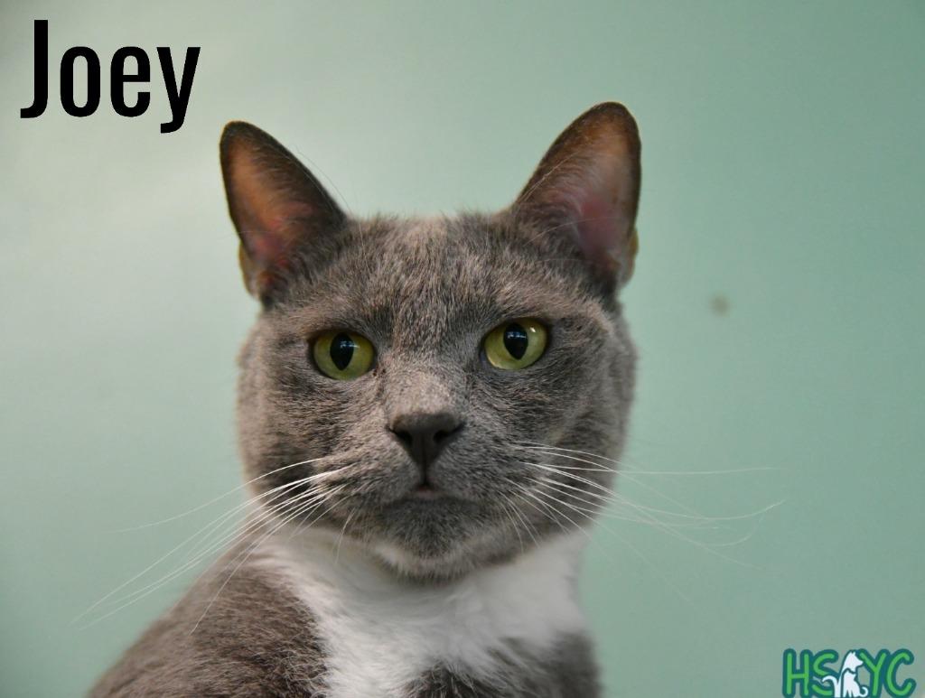 Joey, Adoptable, Adult Male Domestic Short Hair.