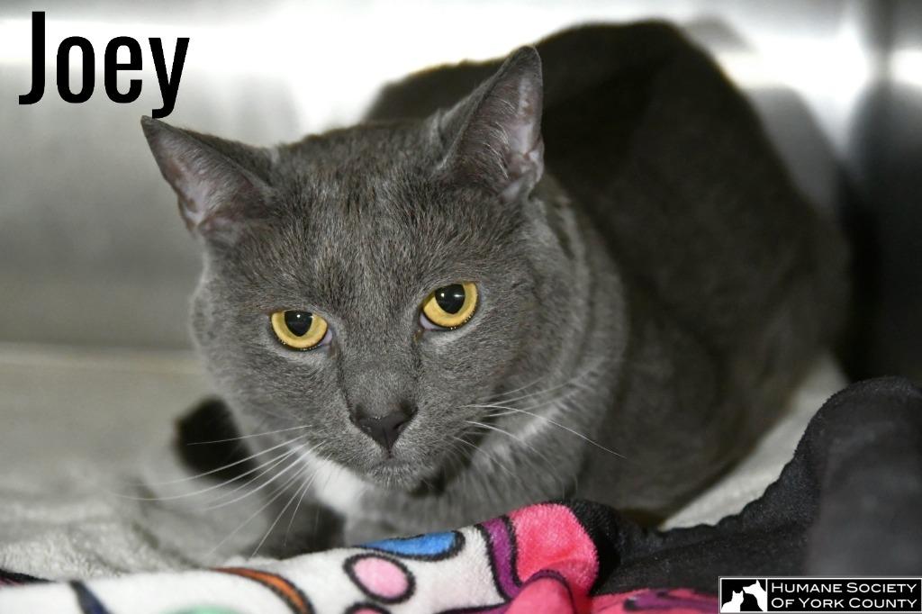 Joey, a Adoptable mixed breed in Fort Mill, SC image 1/6