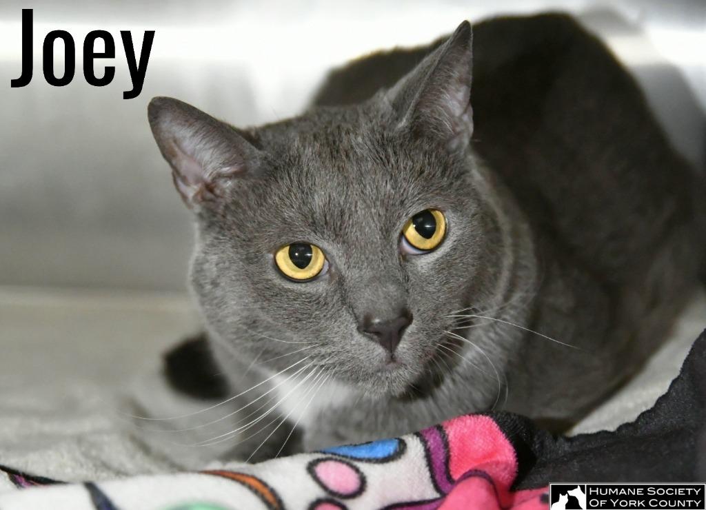 Joey, a Adoptable mixed breed in Fort Mill, SC image 2/6