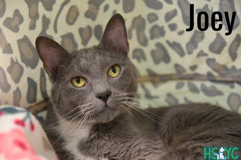 Joey, a Adoptable mixed breed in Fort Mill, SC image 4/6