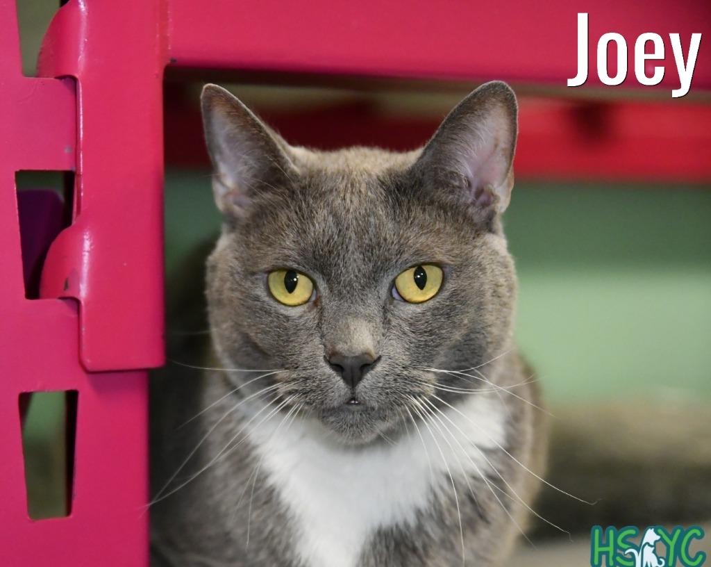 Joey, a Adoptable mixed breed in Fort Mill, SC image 4/6