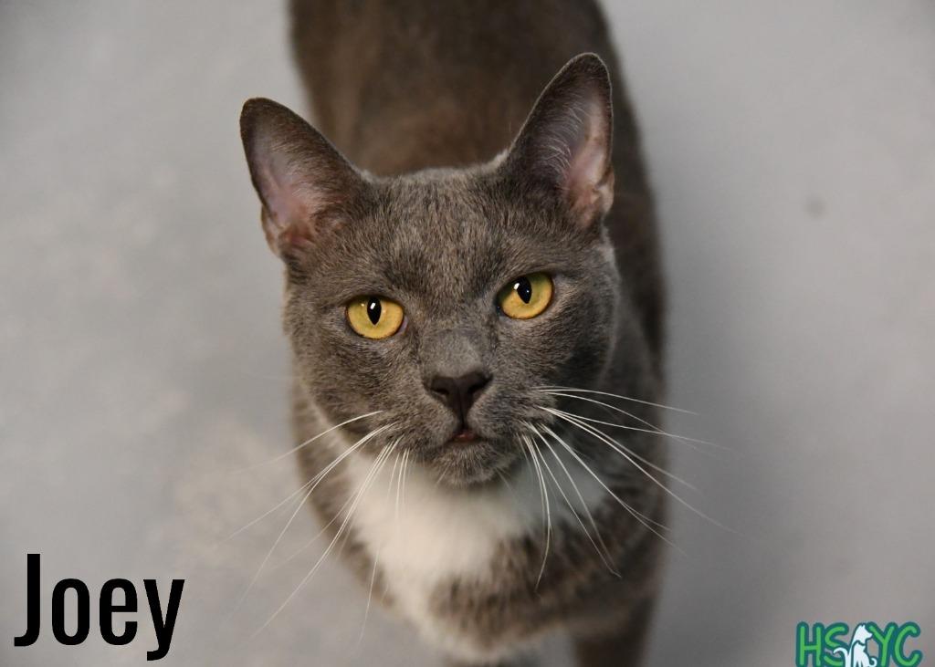 Joey, a Adoptable mixed breed in Fort Mill, SC image 6/6