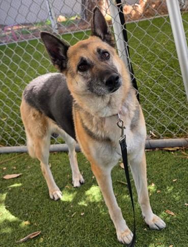 LILY, Adoptable, Adult Female German Shepherd Dog.