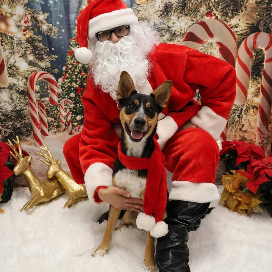 Enlarge SMOKEY, a ADOPTABLE mixed breed in La Grange, KY image 2/6