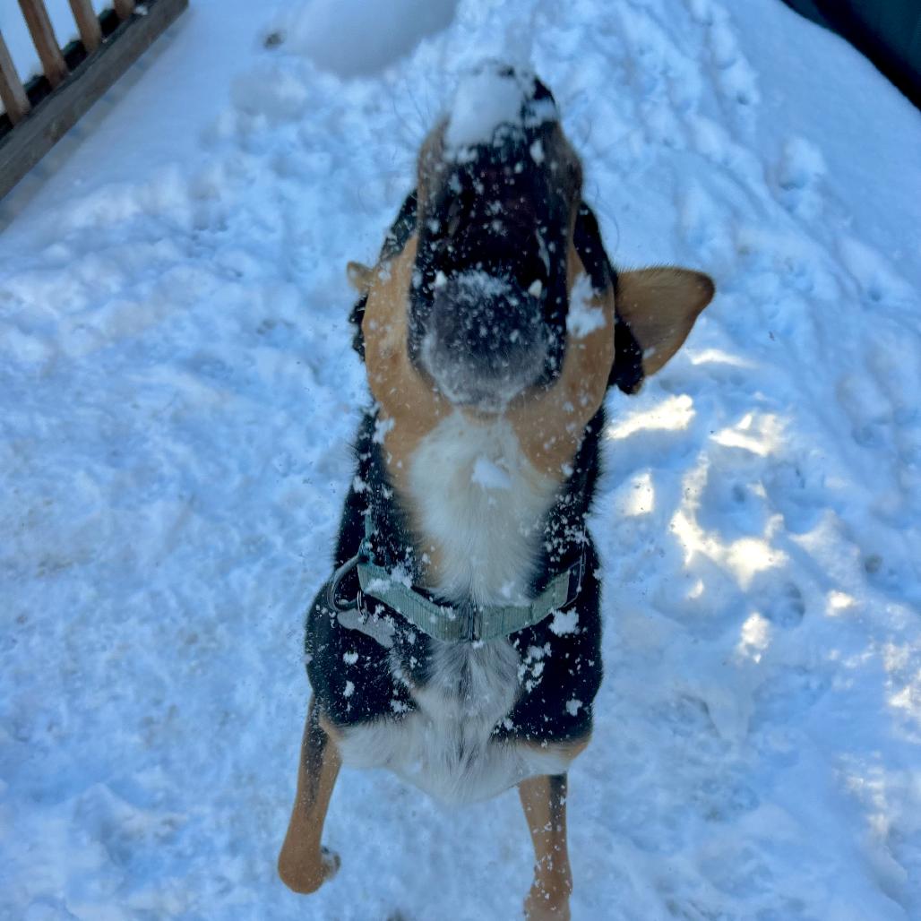 Enlarge SMOKEY, a ADOPTABLE mixed breed in La Grange, KY image 3/6