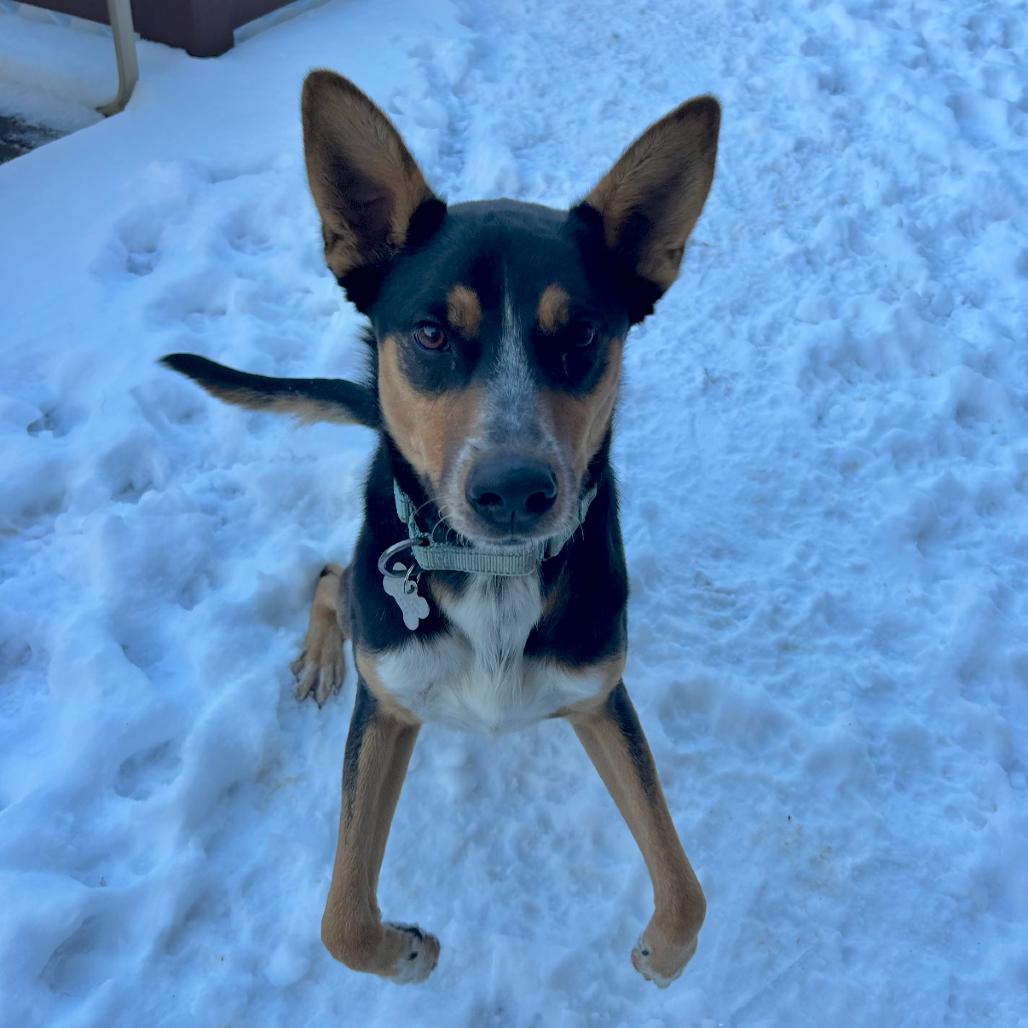 Enlarge SMOKEY, a ADOPTABLE mixed breed in La Grange, KY image 6/6