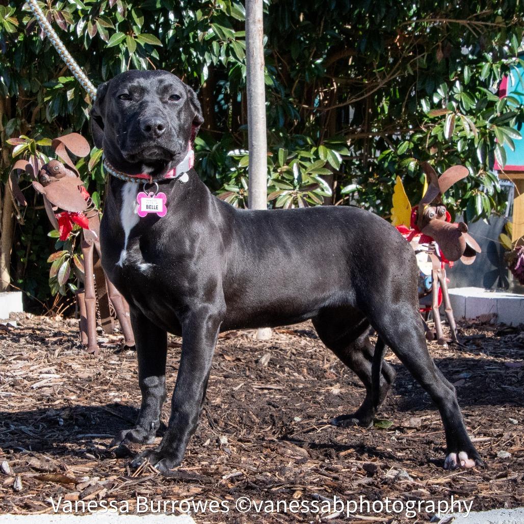 Enlarge Belle, a Adoptable Black Labrador Retriever in Wake Forest, NC image 1/2