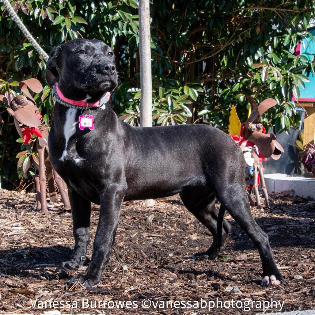 Enlarge Belle, a Adoptable Black Labrador Retriever in Wake Forest, NC image 2/2