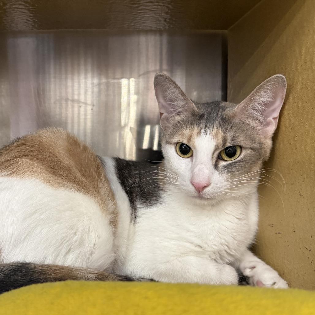 Enlarge Xena (cat), a Adoptable American Shorthair in Overland Park, KS image 1/1