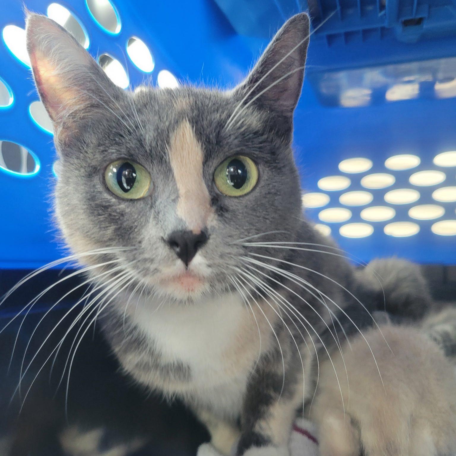 Mango, Adoptable, Adult Female Domestic Short Hair.