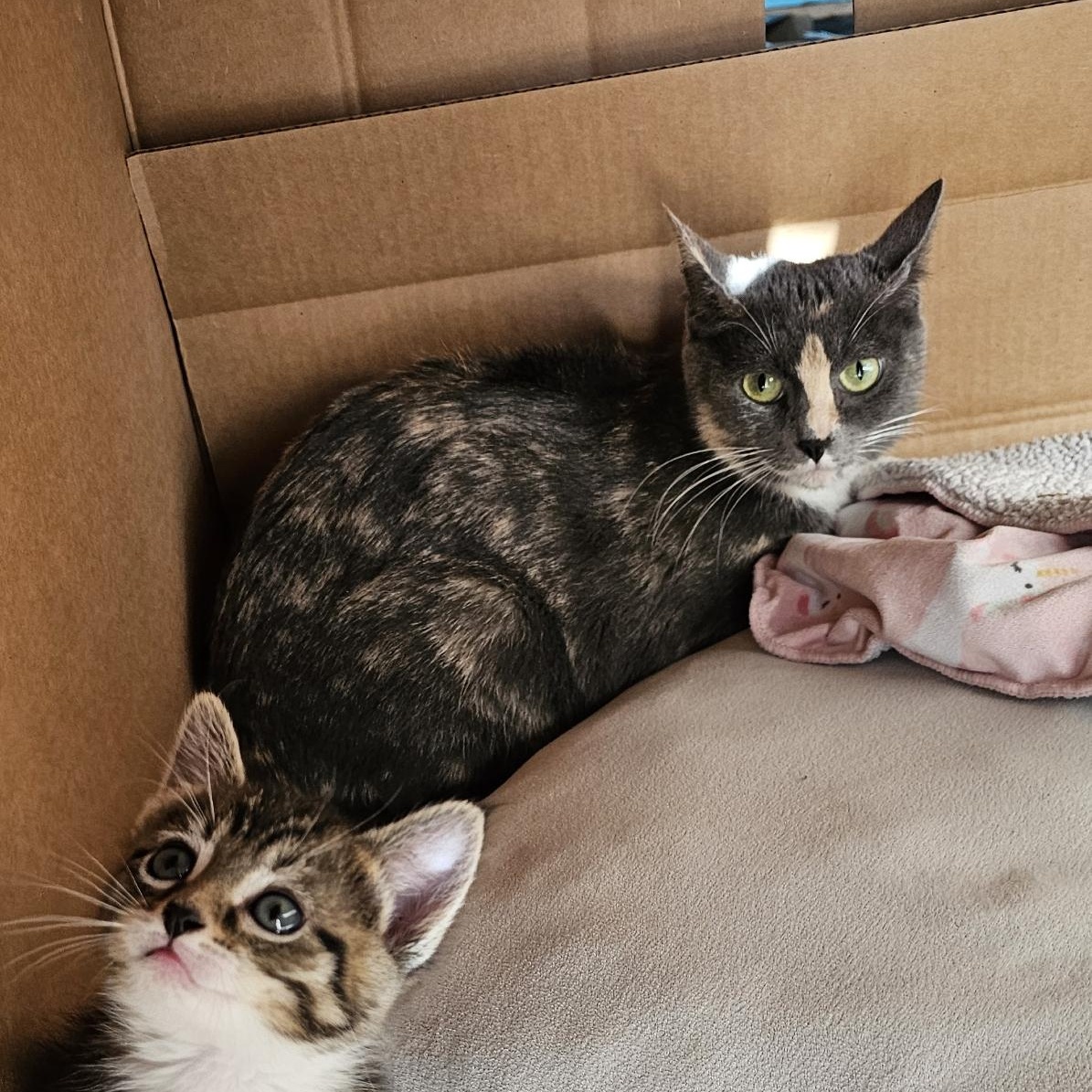 Enlarge Mango, a Adoptable mixed breed in Ellensburg, WA image 3/4