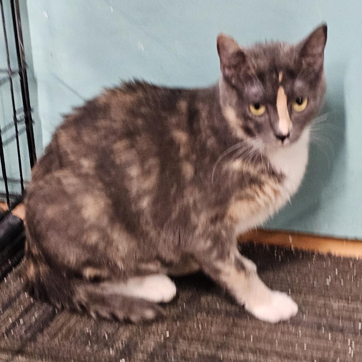 Enlarge Mango, a Adoptable mixed breed in Ellensburg, WA image 2/4