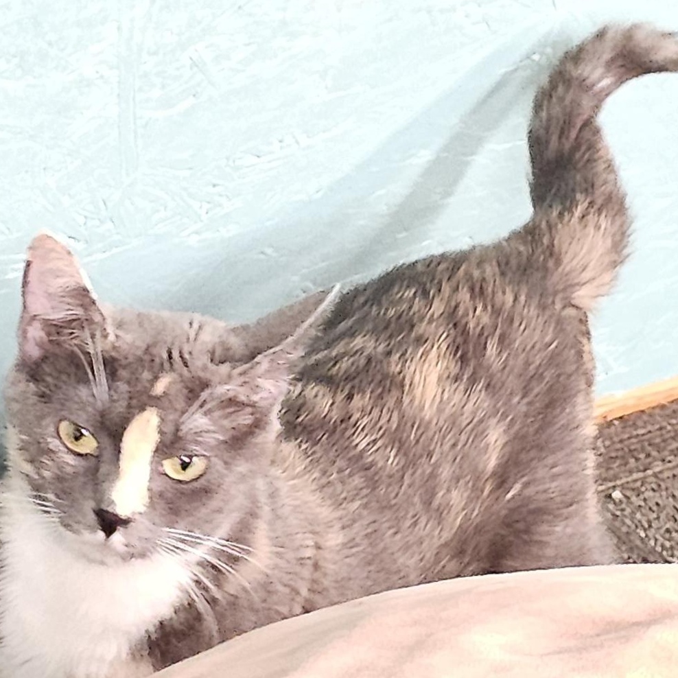 Enlarge Mango, a Adoptable mixed breed in Ellensburg, WA image 4/4