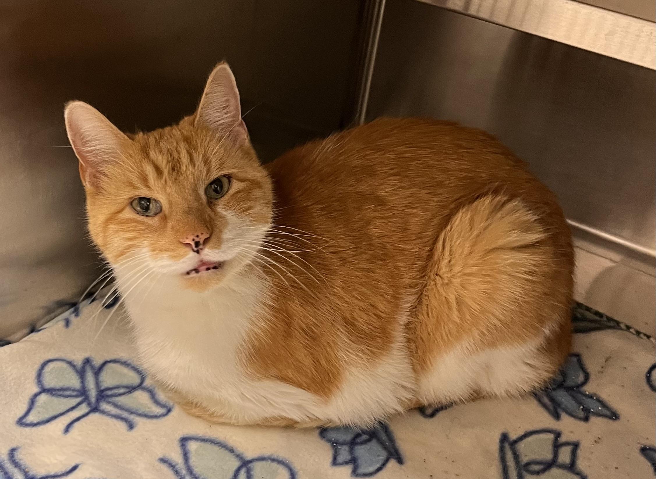 Hops, an adoptable Domestic Short Hair in Liberty, MO image 3/5