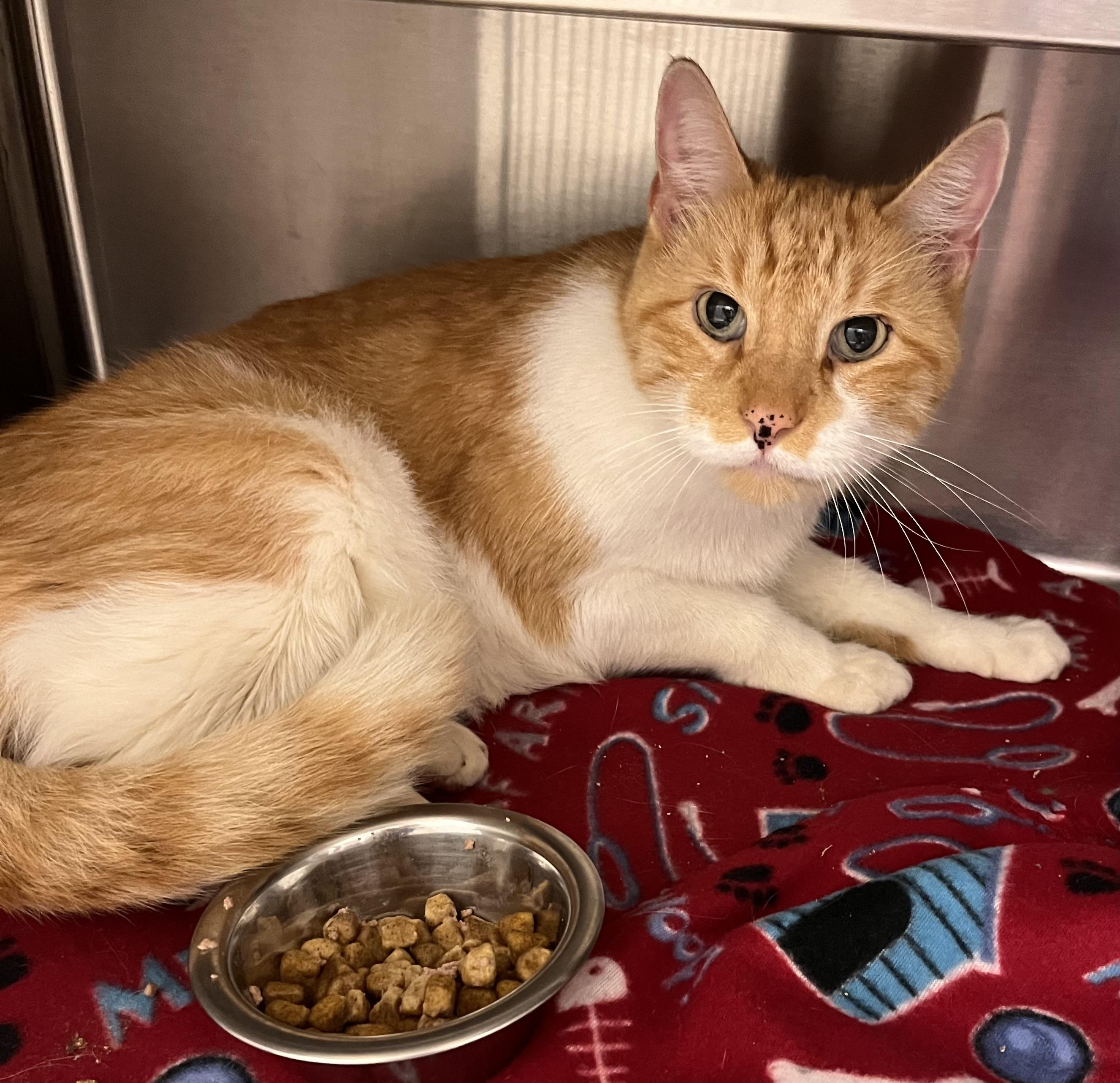 Hops, an adoptable Domestic Short Hair in Liberty, MO image 2/5