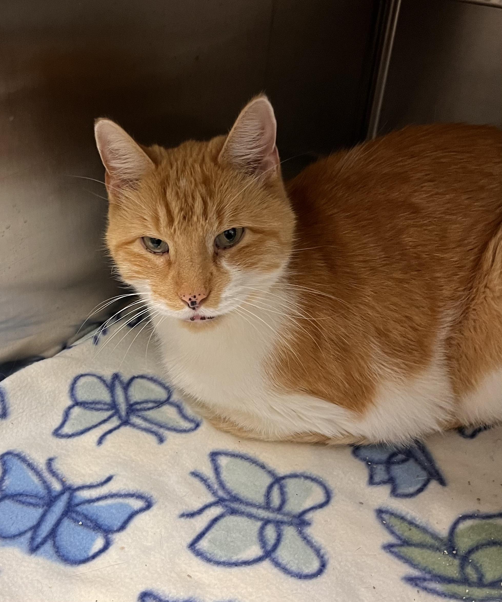 Hops, an adoptable Domestic Short Hair in Liberty, MO image 4/5