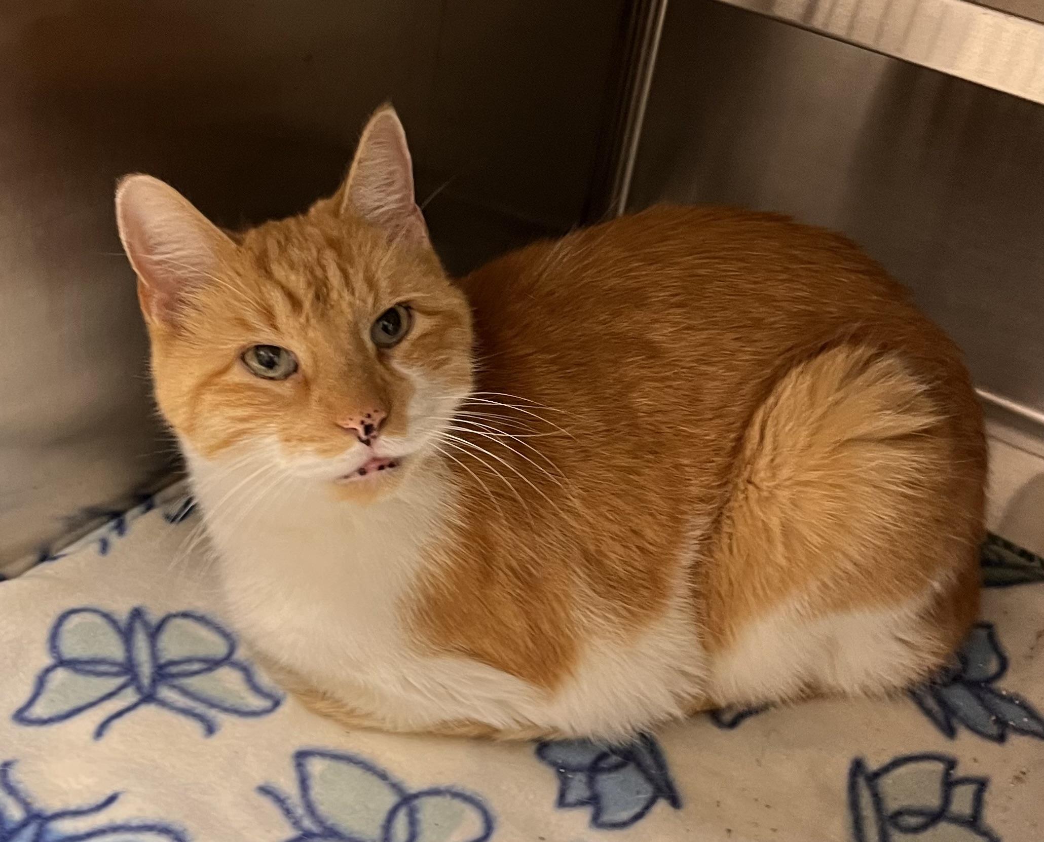 Hops, adoptable, Adult Male Domestic Short Hair.