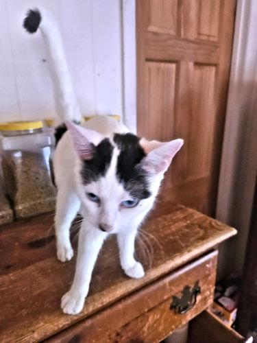 Tammy, a Adoptable Domestic Short Hair in Rutherfordton, NC image 1/3