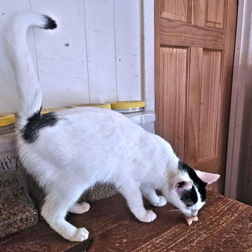 Enlarge Tammy, a Adoptable Domestic Short Hair in Rutherfordton, NC image 1/3