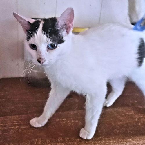 Enlarge Tammy, a Adoptable Domestic Short Hair in Rutherfordton, NC image 2/3