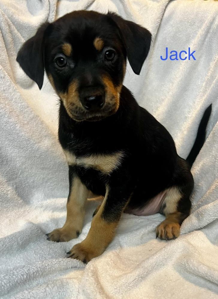 Jackblue Bloods Litter thumbnail 2