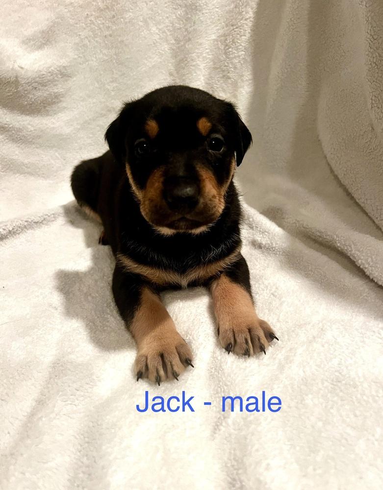 Jackblue Bloods Litter thumbnail 4