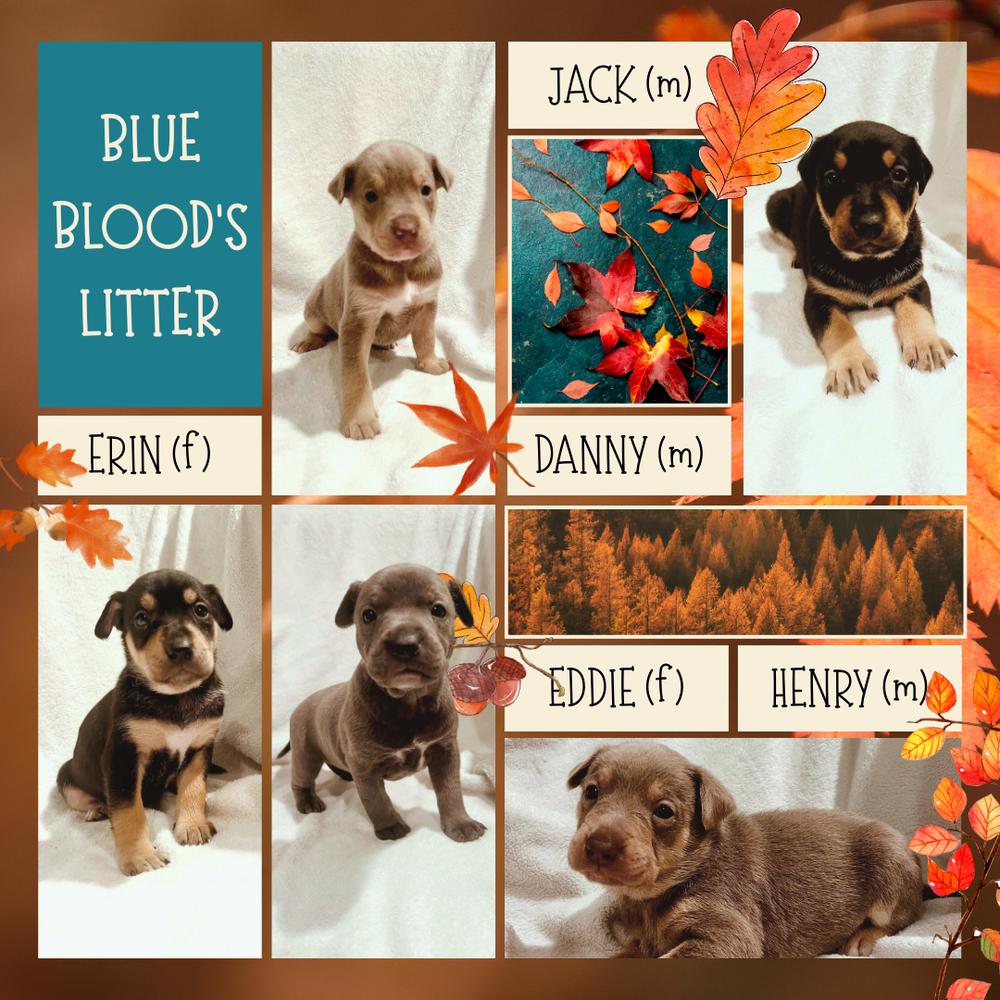 Jackblue Bloods Litter thumbnail 5