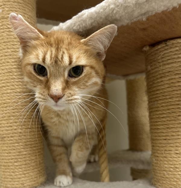 Enlarge Stewy, a Adoptable mixed breed in Osage Beach, MO image 2/5