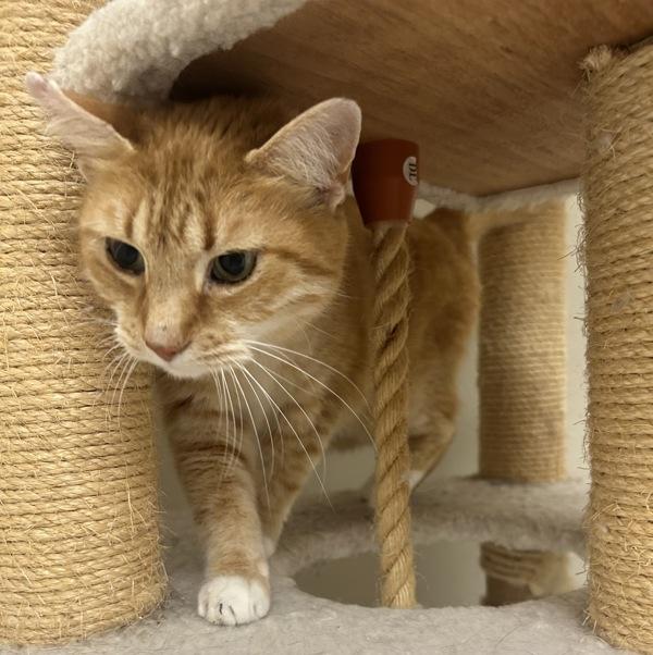 Enlarge Stewy, a Adoptable mixed breed in Osage Beach, MO image 3/5