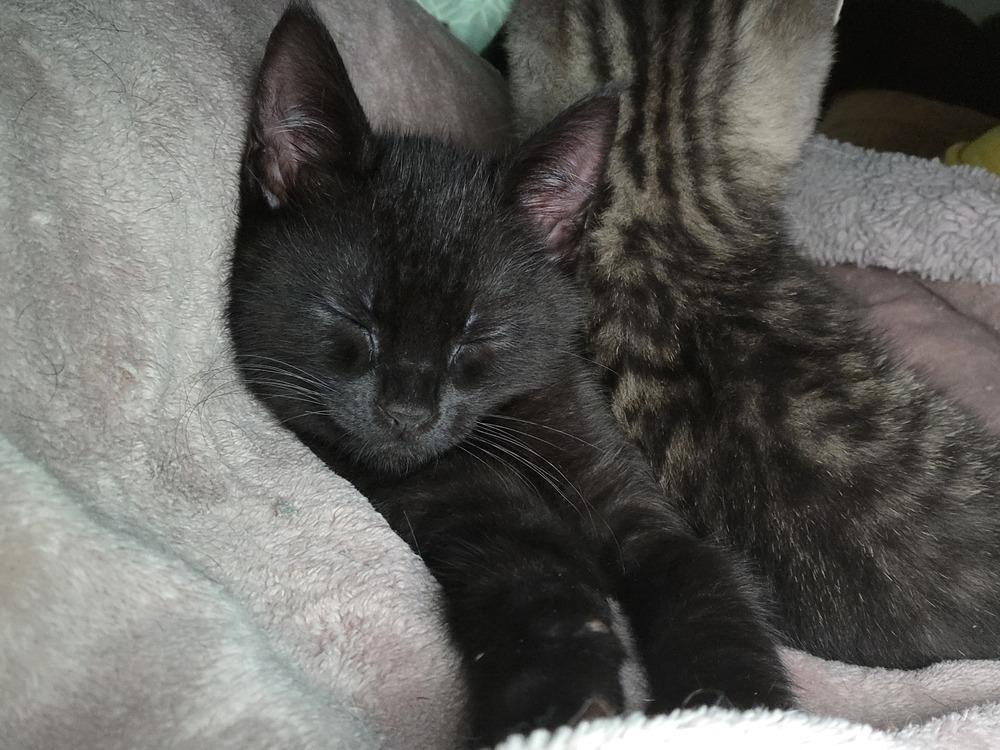Squirrel, Adoptable, Kitten Male Domestic Short Hair.