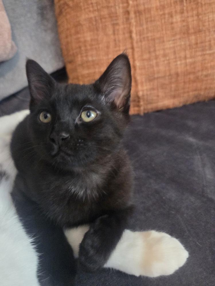 Squirrel, a Adoptable Domestic Short Hair in Henrico, VA image 2/5