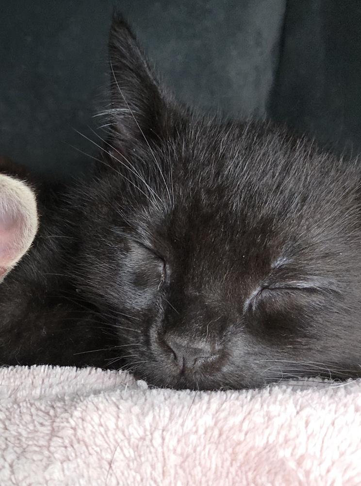 Squirrel, a Adoptable Domestic Short Hair in Henrico, VA image 5/5