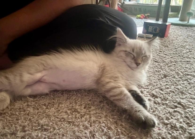 June Bug, adopted, Kitten Female Siamese.
