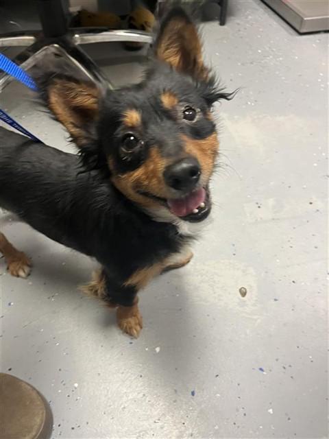 EL CAPITAN, Adoptable, Adult Male Dachshund.
