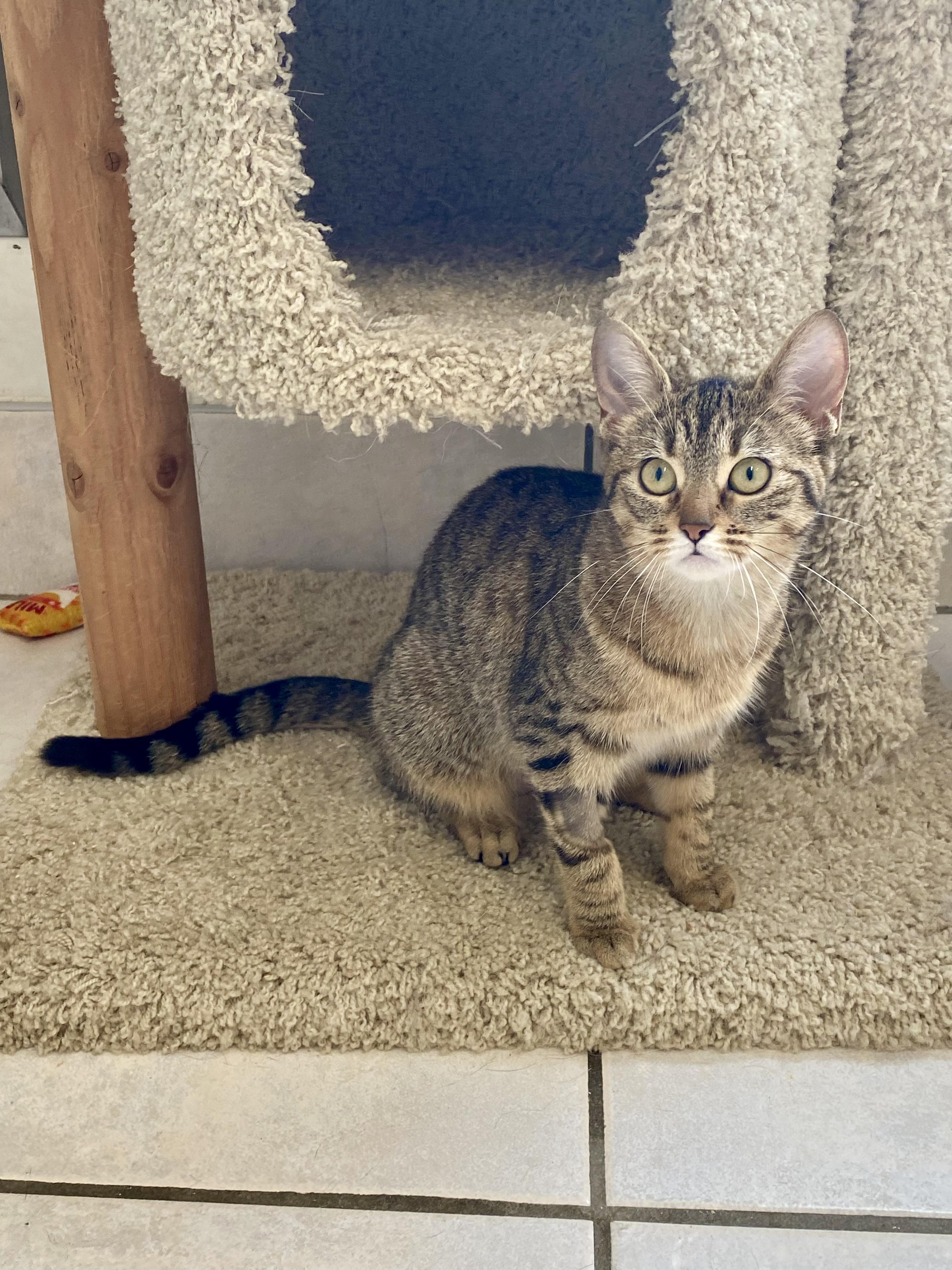 Enlarge Zizi, an adopted mixed breed in Ilderton, ON image 2/2