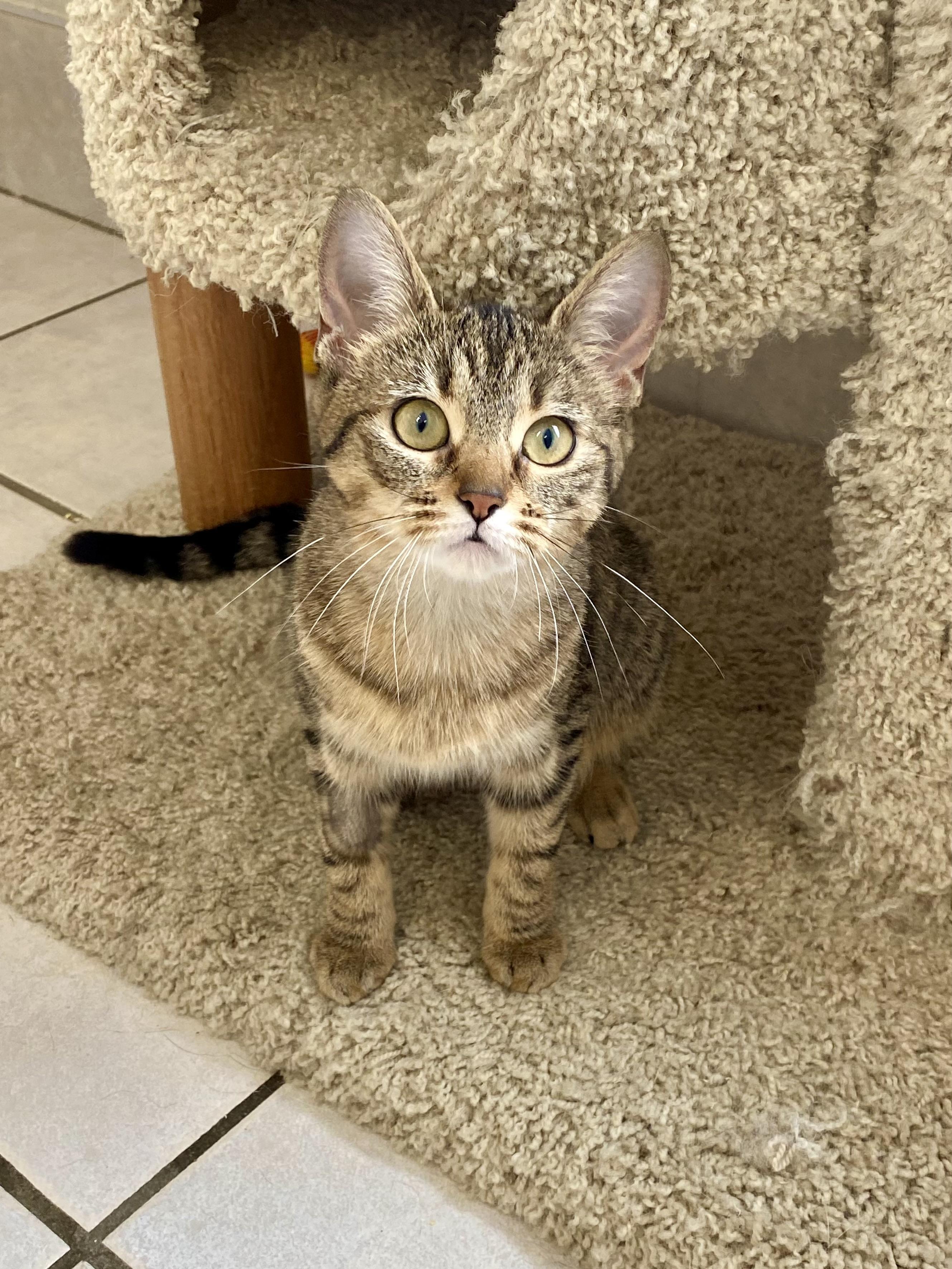 Zizi, adopted, Young Female Domestic Short Hair.