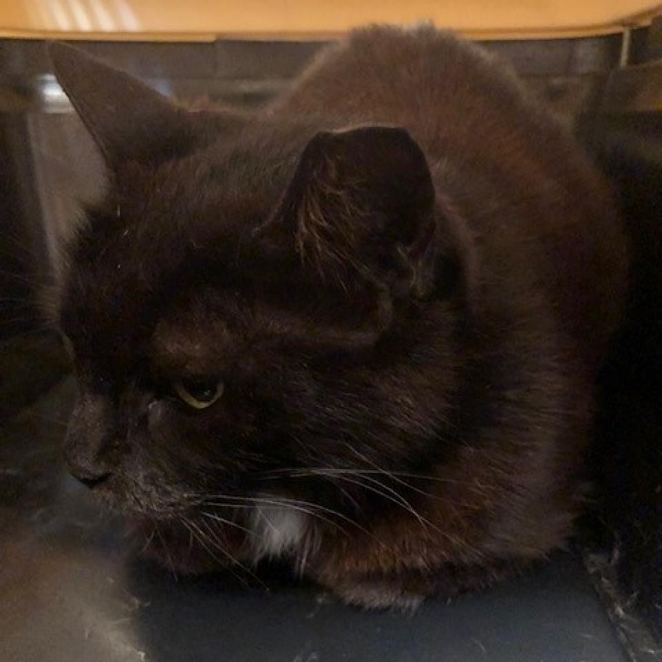 Sugar, a Adoptable Domestic Short Hair in League City, TX image 1/4