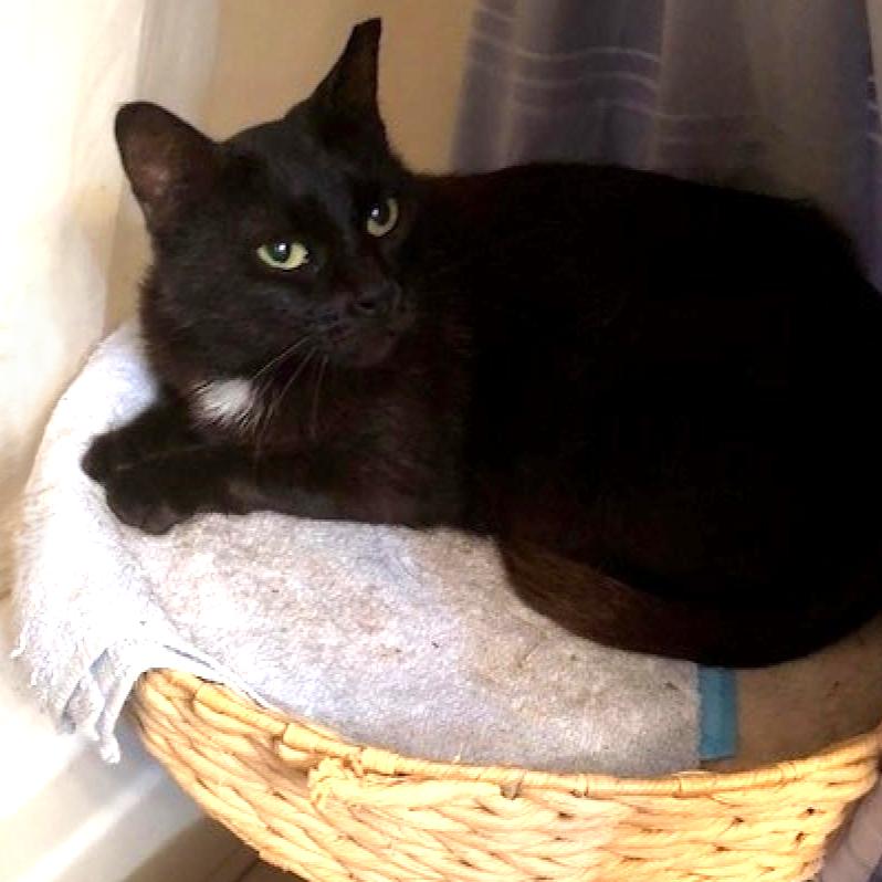 Sugar, a Adoptable Domestic Short Hair in League City, TX image 2/4