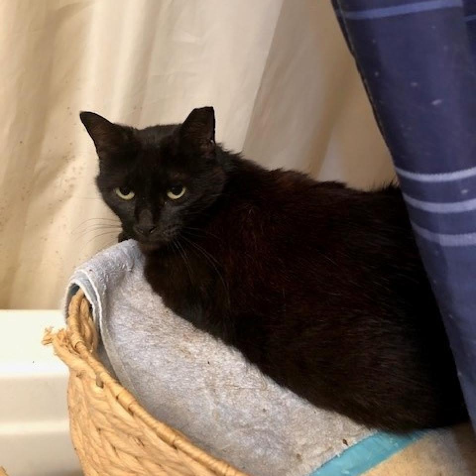 Sugar, a Adoptable Domestic Short Hair in League City, TX image 3/4