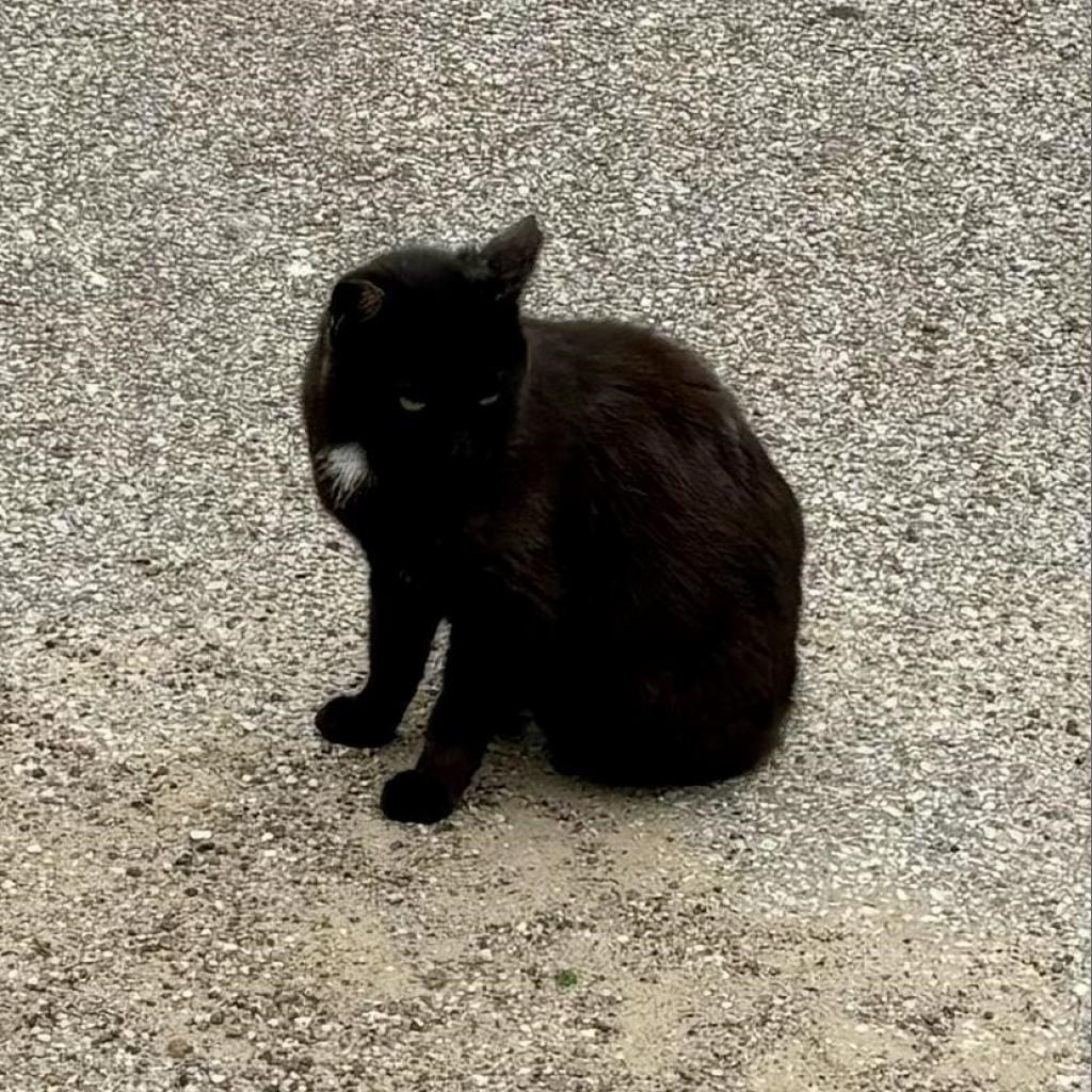 Sugar, a Adoptable Domestic Short Hair in League City, TX image 4/4