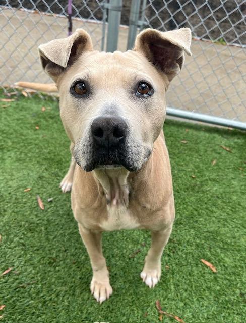 Enlarge Bella Luna, a ADOPTABLE Pit Bull Terrier in Irmo, SC image 3/3